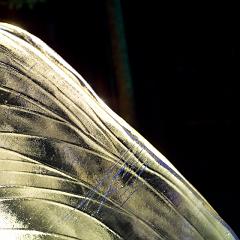 2008_Ice_Carvings_Hasselblad_Kodak_554516