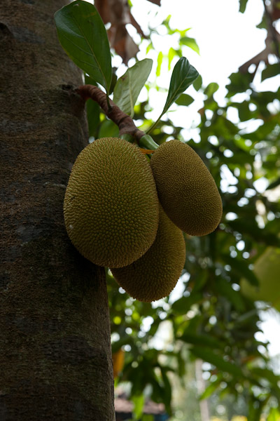 India_JanFeb_10_Cochin_7455.jpg - Jackfruit, world's largest fruit
