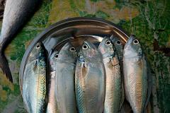 India_JanFeb_10_Cochin_7184