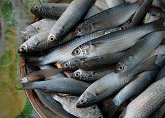 India_JanFeb_10_Cochin_7185