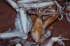 India_JanFeb_10_Cochin_7240