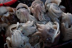 India_JanFeb_10_Cochin_7244