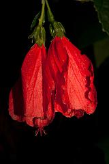 India_JanFeb_10_Coonor_8397