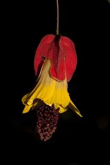 India_JanFeb_10_Coonor_8510