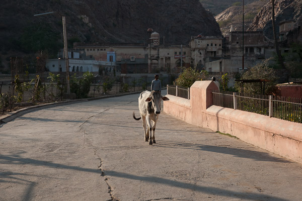India_JanFeb_10_Jaipur_5135.jpg - Monkey Temple in background