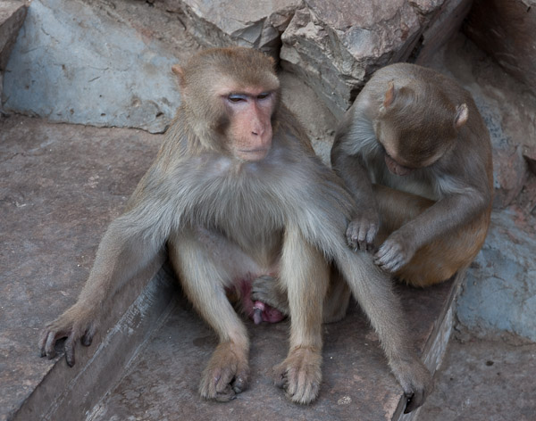 India_JanFeb_10_Jaipur_5162.jpg - Monkey grooming.  Note the foothold