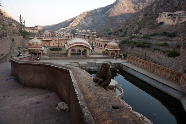 India_JanFeb_10_Jaipur_5167.jpg - Monkey at Monkey Temple