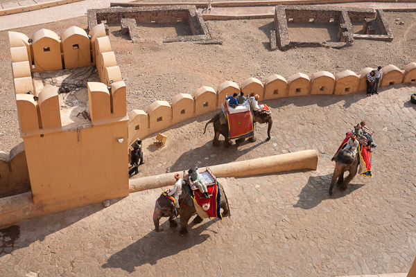 India_JanFeb_10_Jaipur_5267.jpg - Elephants coming up the roadway to Amber Fort