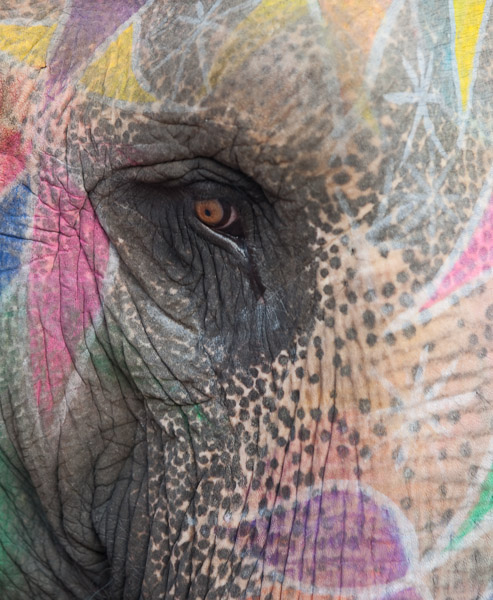 India_JanFeb_10_Jaipur_5426.jpg - Painted elephant