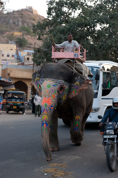 India_JanFeb_10_Jaipur_5427.jpg - Elephant in the streets of Amber