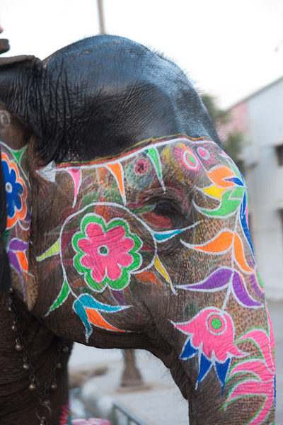 India_JanFeb_10_Jaipur_5434.jpg - Elephant in the streets of Amber