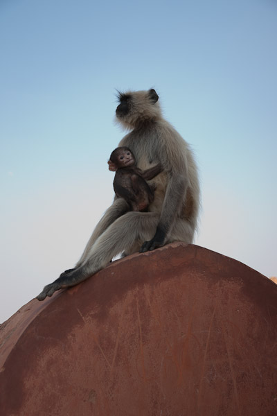 India_JanFeb_10_Jaipur_5576.jpg - Madonna at Jaigarh Fort