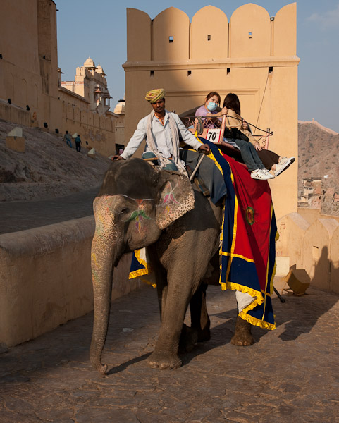 India_JanFeb_10_Jaipur_5582.jpg - Elephant at Amber Fort