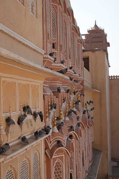 India_Jan_Feb_10_Jaipur_4863.jpg - Pigeons