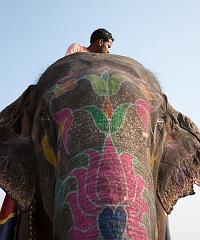 India_Jan_Feb_10_Jaipur_5073