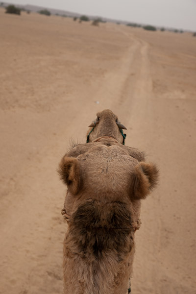 India_JanFeb_10_Jaisalmer_6530.jpg