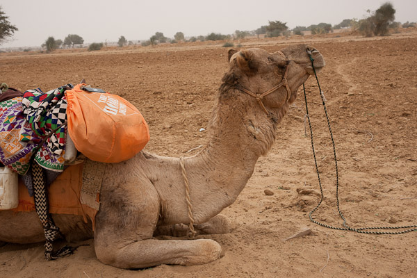 India_JanFeb_10_Jaisalmer_6574.jpg - My camel with Home Depot bag