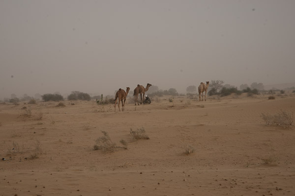 India_JanFeb_10_Jaisalmer_6648.jpg - Letting camels forage at the end of the day.
