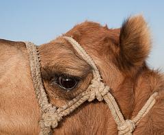 India_JanFeb_10_Jaisalmer_6781