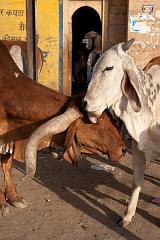 India_JanFeb_10_Jaisalmer_6910