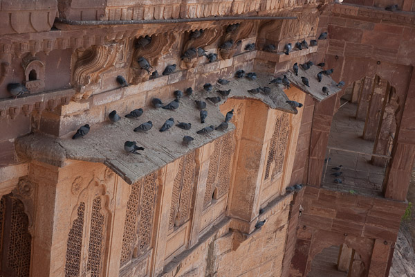 India_JanFeb_10_Jodhpur_6389.jpg - Pigeons on  Jodhpur Meharangarh Fort