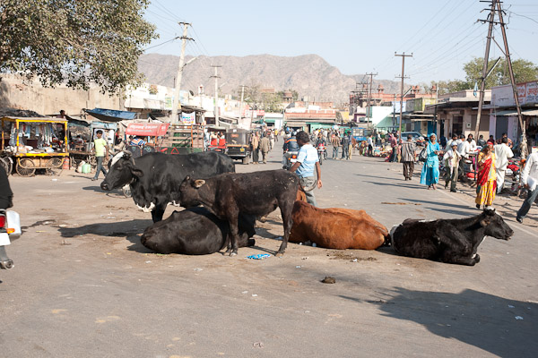 India_JanFeb_10_Ajmer_5896.jpg - Milk cows in the street