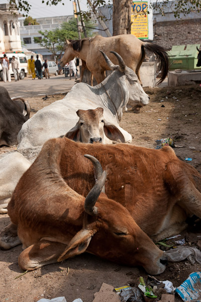 India_JanFeb_10_Pushkar_5655.jpg