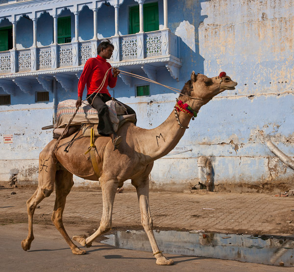 India_JanFeb_10_Pushkar_5693.jpg - Camels in the streets of Pushkar
