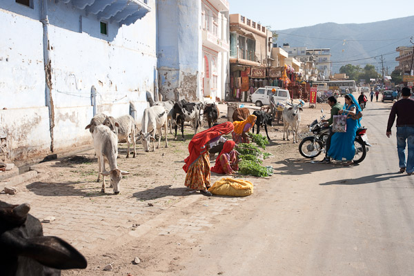 India_JanFeb_10_Pushkar_5849.jpg - Selling fodder for the cattle