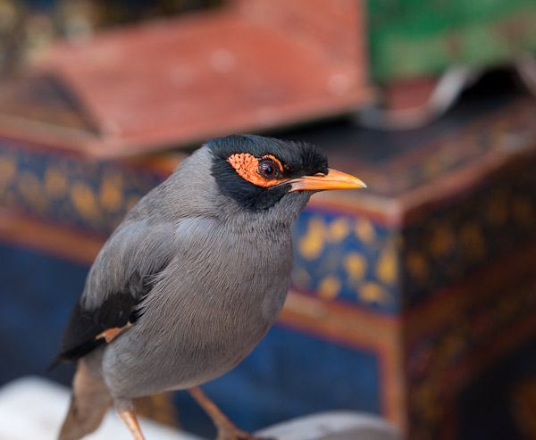 India_JanFeb_10_Pushkar_5910.jpg - Myna bird