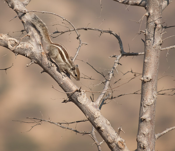 India_JanFeb_10_Pushkar_6017.jpg - Chipmunk at Savitri Temple