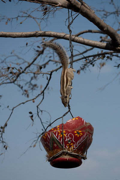India_JanFeb_10_Pushkar_6078.jpg - Chipmunk raiding feeder at Savitri Temple