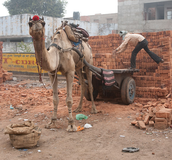 India_Jan_Feb_10_Sawai_Madhopur_4547.jpg - Loading bricks