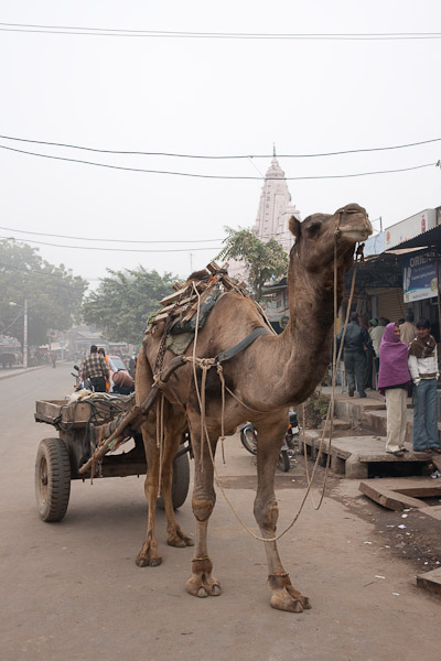 India_Jan_Feb_10_Sawai_Madhopur_4553.jpg - Camel cart