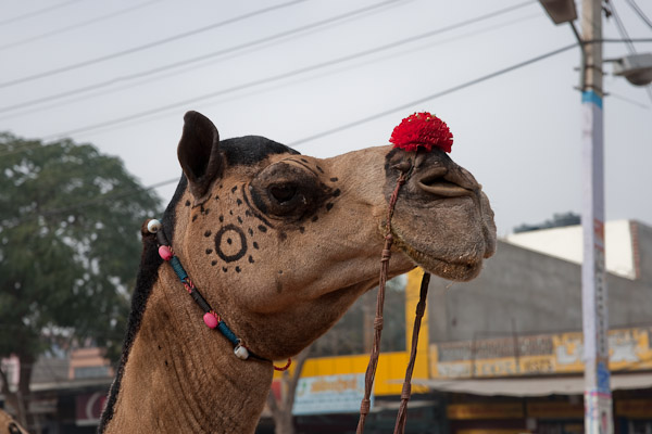 Sawai_Madhopur_4593.jpg - Camel portrait
