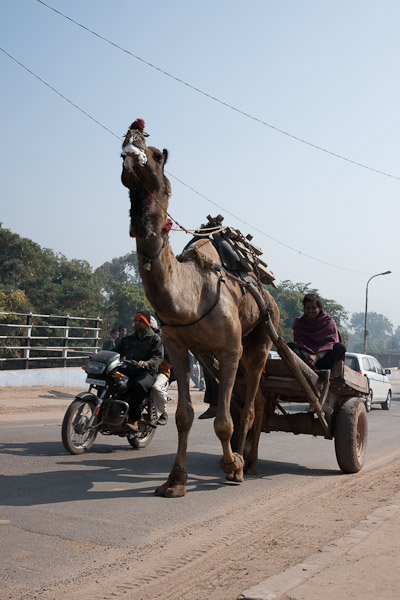 Sawai_Madhopur_4597.jpg - Camel cart