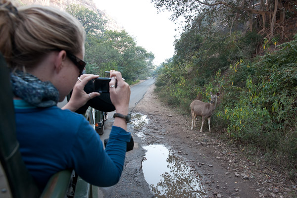 Sawai_Madhopur_4600.jpg - Tiger safari.  British woman taking photo of tiger food