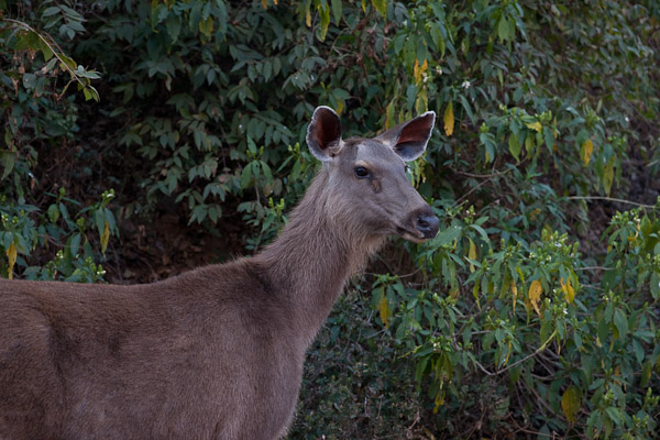 Sawai_Madhopur_4603.jpg - Tiger food