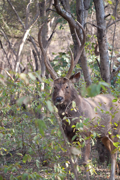 Sawai_Madhopur_4617.jpg - Tiger food