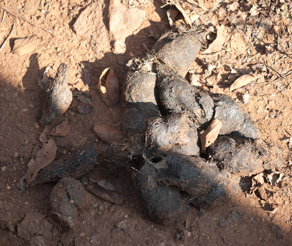 Sawai_Madhopur_4622.jpg - Closest I got to a tiger.  Looks like bear!