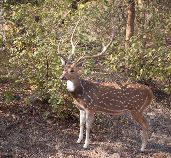 Sawai_Madhopur_4626.jpg - Tiger food