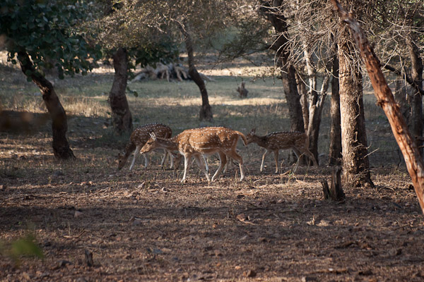 Sawai_Madhopur_4630.jpg - Herd of tiger food