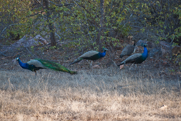 Sawai_Madhopur_4650.jpg - Flock of wild peacock.  Hard to thing of such a showy bird being wild.