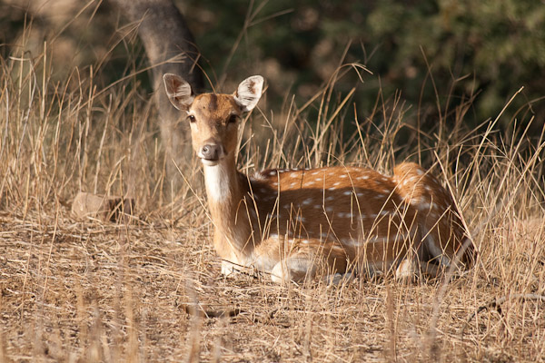 Sawai_Madhopur_4678.jpg - Tiger food