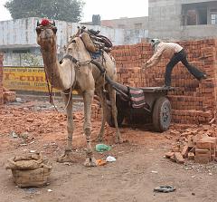 India_Jan_Feb_10_Sawai_Madhopur_4547