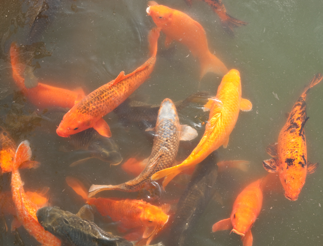 _DSC0655.jpg - The lake had koi