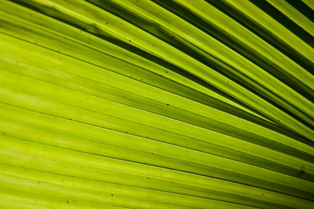 _DSC0185.jpg - SONY DSC