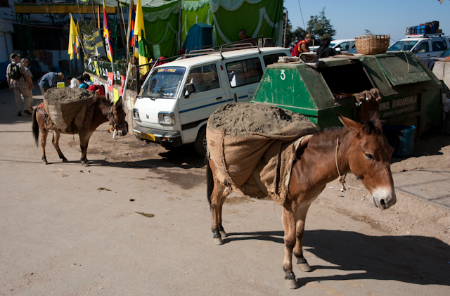_DSC0195.jpg - Donkeys carrying sand