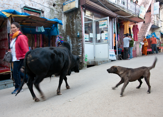 _DSC0517_2.jpg - Small bull and dog