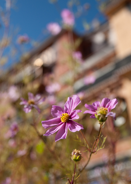 _DSC9917.jpg - Flowers.  I usually go to Tibet in the winter; flowers at a Tibetan monastery are new to me.